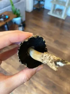 Coprinopsis depressiceps thumbnail 4