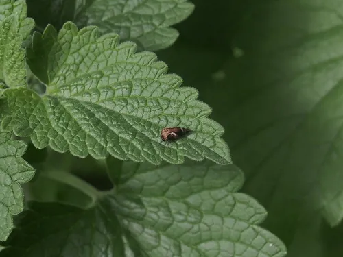 black locust treehopper
