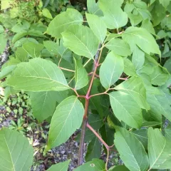 box elder thumbnail 3