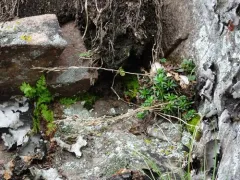 Rock Whitlow-grass thumbnail 2