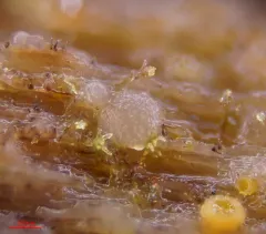 Hyalotrochophora lignatilis thumbnail 3
