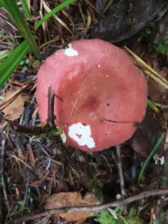 Winter Russula thumbnail 1