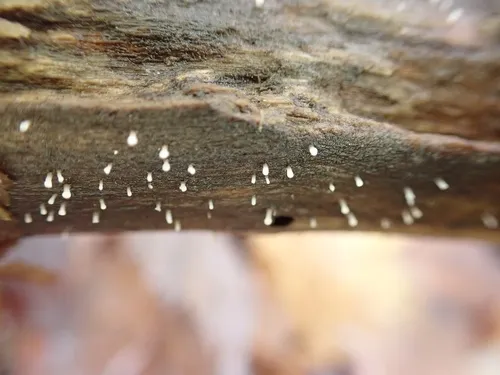 Cornucopiella fusispora