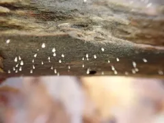 Cornucopiella fusispora thumbnail 1