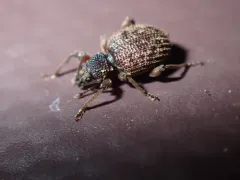 Privet Weevil thumbnail 4