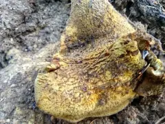 Greening Goatsfoot thumbnail 3