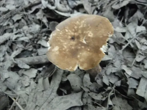 Sooty Milkcap