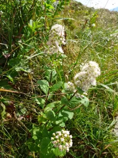 Northern Meadowsweet thumbnail 2