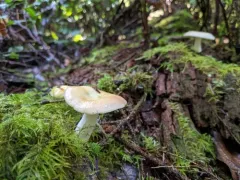 Russula bicolor thumbnail 3