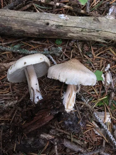 beige fibrecap