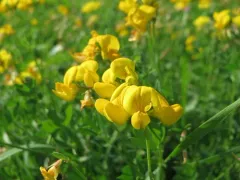 bird's-foot trefoil thumbnail 1