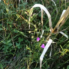 slender false foxglove thumbnail 4