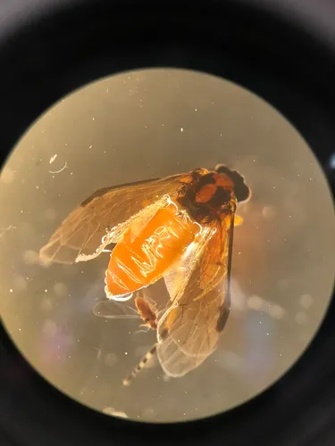 Turnip Sawfly