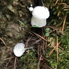 Fairy Parachutes thumbnail 2