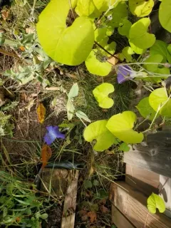 Garden Morning Glory thumbnail 3