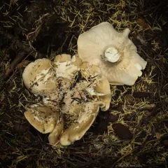 Aspropaxillus septentrionalis thumbnail 3