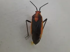 Prepops circumcinctus thumbnail 4