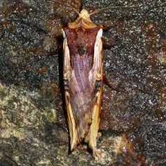 Dot-and-Dash Swordgrass Moth thumbnail 3