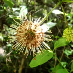 buttonbush thumbnail 2