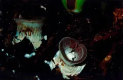 Hohenbuehelia thornii thumbnail 3