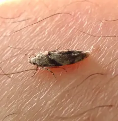 White Stripe-backed Moth thumbnail 2