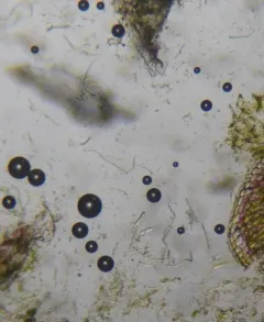 mosquito fern cyanobacterium thumbnail 3