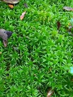 Streamside Sphagnum thumbnail 4