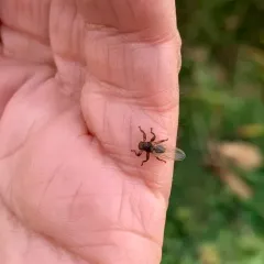 Deer Ked thumbnail 2