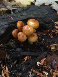 Hygrophorus subsalmonius thumbnail 4