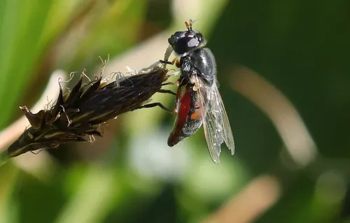 Broad-bodied Sedgesitter