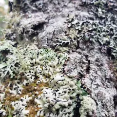 Port-hole Lichen thumbnail 3