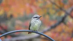 Sulphur-bellied Flycatcher thumbnail 1