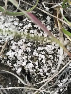 Cladonia dahliana thumbnail 2