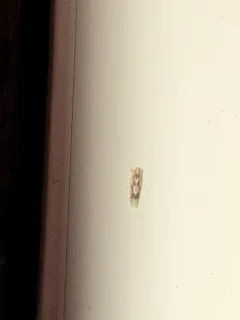 Erythridula praecisa thumbnail 3