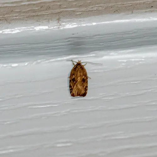 Goldenrod Leaffolder Moth