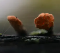 Xylaria flabelliformis thumbnail 3