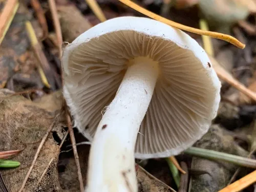 Inocybe insinuata