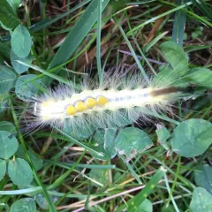 Definite Tussock Moth thumbnail 3