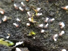 Cornucopiella fusispora thumbnail 2