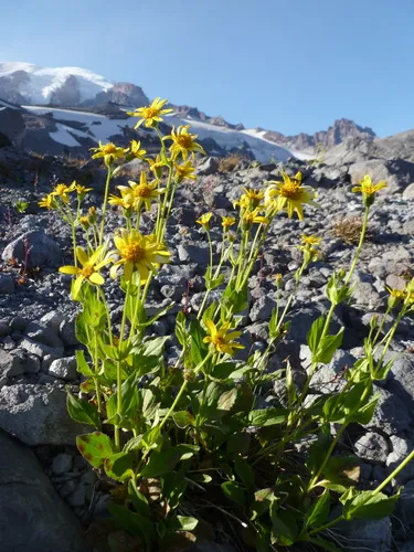Slender Leopardbane