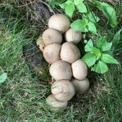 Pear-shaped Puffball thumbnail 3