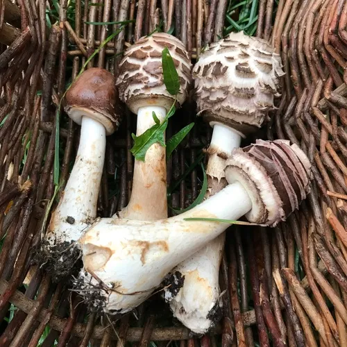 Shaggy Parasol