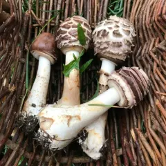Shaggy Parasol thumbnail 1