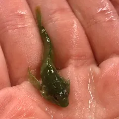 Tidepool Sculpin thumbnail 2