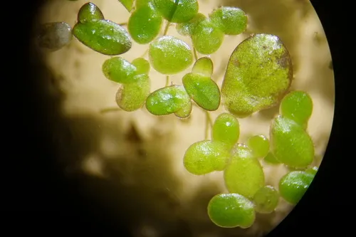 dotted duckweed