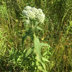 common boneset thumbnail 5