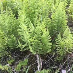 marsh fern thumbnail 3