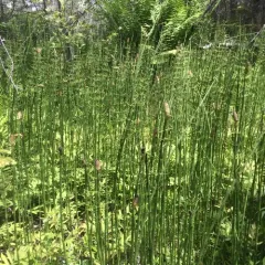 water horsetail thumbnail 2