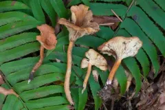 spring funnel thumbnail 2