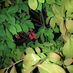 winged euonymus thumbnail 4